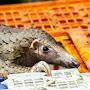 @pangolinabooks