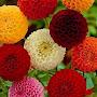 @dipaksen3371