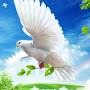 @merabbezuashvili8508