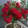@hassanjawhari3488