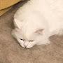 @котгарфил