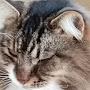 @Oogiescat1234