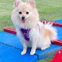 @arielthepom