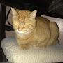 @Kyothecat160king4life3