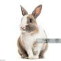 @Funny-bunny731