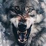 @Mr.Qasqyr