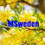 @bvmsweden