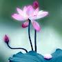@djcm20090909