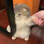 @냐옹쓰