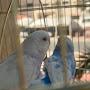 @waleedalbahouh23
