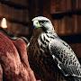 @Gravefalcon