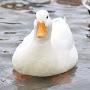 @Duck_201