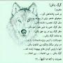 @shahinforoozande7924