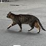@ねことこ