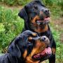 @rottweilerutah6802