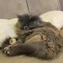 @Bubblesismycat