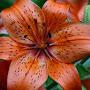@learning.growing.1017