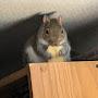 @ImUhSquirrel