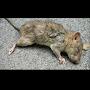 @dead-rat-11