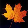@autumn5388