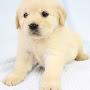 @saladin4491