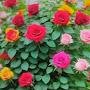 @Subaida9088
