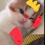 @yangpas