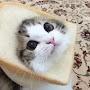 @catsandkits9816
