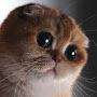 @Tommy-p5t3i