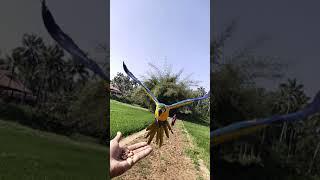 Free Flight Macaw in Kerala