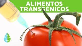 VENTAJAS y DESVENTAJAS de los ALIMENTOS TRANSGÉNICOS - ¿Son BUENOS los ALIMENTOS TRANSGÉNICOS?