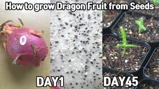 How to grow dragon fruit from seeds