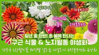 [03.11] 3월 신상! 다양한 구근식물 & 노지월동 야생화 270가지 폼폼국화 은방울수선화 아이스크림튤립 떼떼아떼떼 블루벨 무스카리 향수선화 미니수선화 백합 칸나 알리움