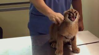 Caracal Hisses at Vet While Being Vaccinated - 1076952