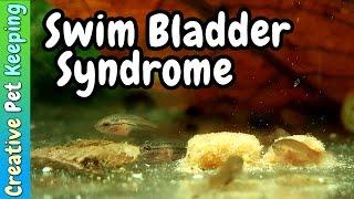 Baby Betta Swim Bladder Syndrome and What is Culling Fry