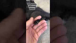 Differently different Kitten