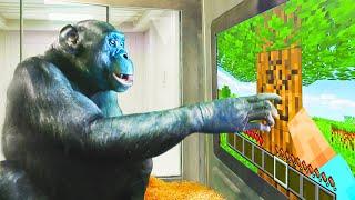 I Taught an Ape How to Play Minecraft