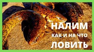 Как и на что ловить налима / Снасть для ловли налима / Донка на налима / Насадка на налима