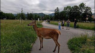 Łania na Równi Krupowej  Zakopane 2024 - 4K