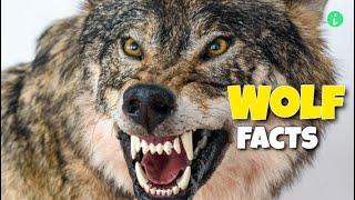 Wolf: Wolf Facts | Top 10 Facts About Wolves | Info Hifi