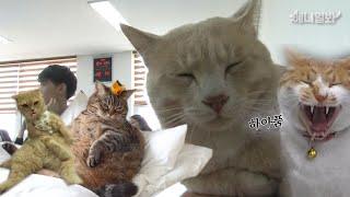 [이상한 고양이 모음 ZIP]고양이를 이해하려 하지마세요.. 가장 많이 키우는 고양이 포함 ‍️Unusual funny cat complication binge watching