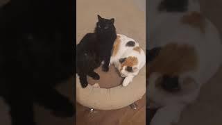 #котики #чипи чапа #mem