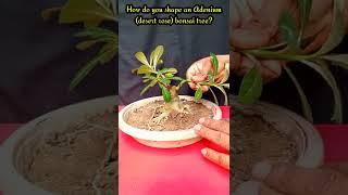 How do youshape an adenium bonsaitree? #shorts #bonsai #adenium