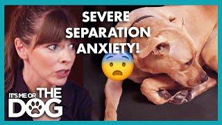 Can Victoria Help Dog's Separation Anxiety? | It’s Me or The Dog