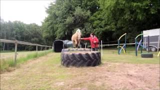 Agility Horse Reifen Galopp