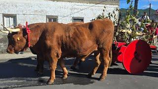 Live cortej6' Dia do Criador da Raça Ramo Grande- Sete Cidades São Miguel 12 .10.2024