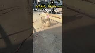 萌羊駝的黃塵滿天飛    還好頭上蝴蝶結是乾淨的… #治癒 #趣事 #解壓 #趣味 #舒服