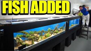 16 foot aquarium GETS FISH!!! The king of DIY