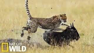 Guépard qui chasse - Nat Geo Wild