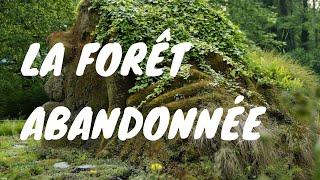 La forêt abandonnée - VISUALISATION GUIDÉE - Le cocon de coton